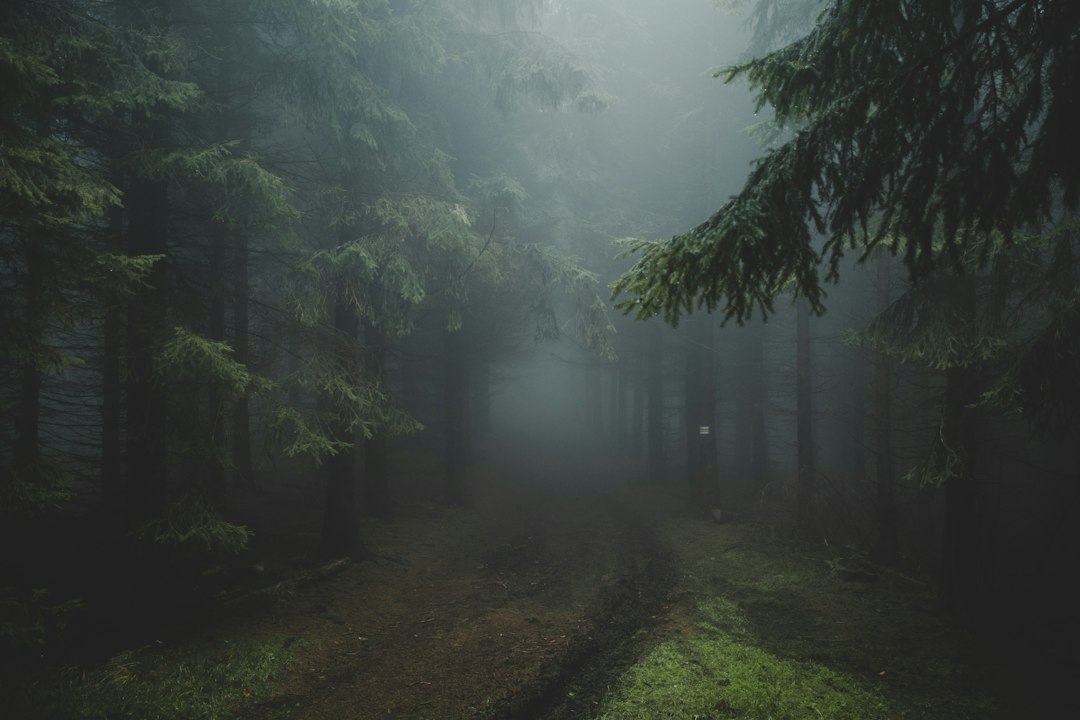 Bosque envuelto en niebla, ambientación de las historias de misterio